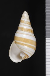 Image of Partulina mutabilis