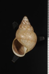 Image of Partulina thaanumiana