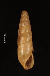 Image of Leptachatina popouwelensis