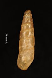 Leptachatina popouwelensis image