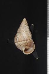 Image of Perdicella thwingi