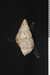 Perdicella thwingi image