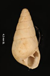 Image of Tornatellides attenuatus