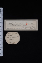 Tornatellaria abbreviata image