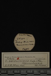 Tornatellaria baldwiniana image