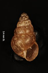 Image of Tornatellides plagioptyx