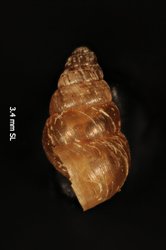 Tornatellides plagioptyx image