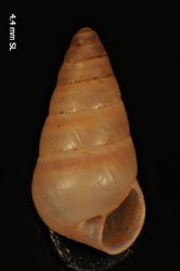 Image of Tornatellides moomomiensis
