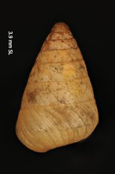 Tornatellaria lilae image
