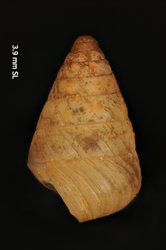 Tornatellaria lilae image