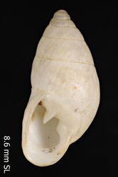 Auriculella malleata image