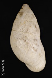 Auriculella malleata image