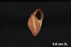 Tropidoptera heliciformis image
