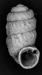 Image of Lyropupa perlonga