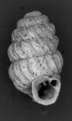 Image of Lyropupa ovatula