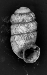 Lyropupa micra image