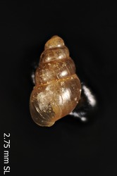 Pacificella variabilis image