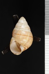 Image of Achatinella lehuiensis