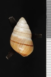 Achatinella lehuiensis image