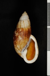 Image of Placostylus fibratus