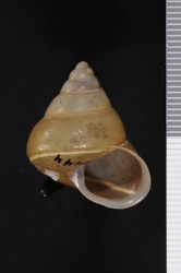 Image of Papuina plagiostoma