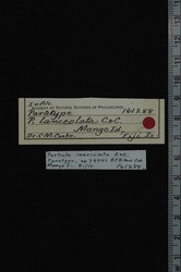 Partula lanceolata image