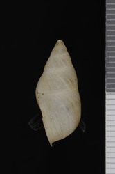 Partula lanceolata image