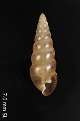 Image of Lamellidea adamsoni