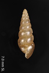 Lamellidea adamsoni image