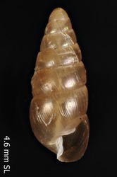 Image of Lamellidea mumfordi