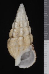 Cerithium guinaicum image