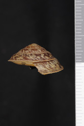Trochomorpha planoconus image
