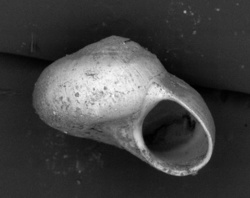 Teinostoma parvicallum image