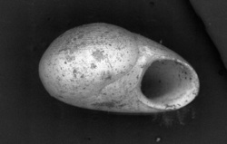 To ANSP Malacology Collection (holotype of Teinostoma clavium. Pilsbry & McGinty, 1945. Nautilus 59 (1): 4, pl. 1, fig. 1 - catalog no. 181106)