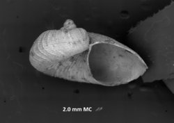 Macromphalina palmalitoris image