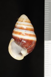 Achatinella bulimoides image