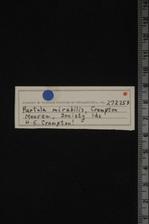 Partula mirabilis image