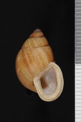 Image of Partula dolichostoma