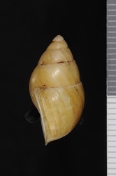 Partula leptochila image