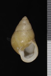 Image of Partula protracta