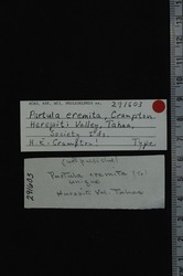 Partula eremita image