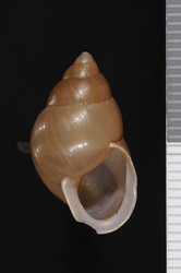 Image of Partula labrusca
