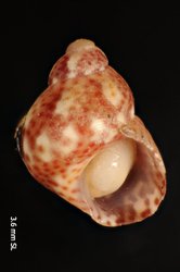To ANSP Malacology Collection (holotype of Tricolia ios. Robertson, 1985. Monographs of Marine Mollusca 3: 53, pl. 29, figs. 5, 6  - catalog no. 295535)