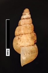 Omphalotropis scitula image