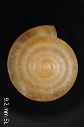 Image of Mendana angulifera